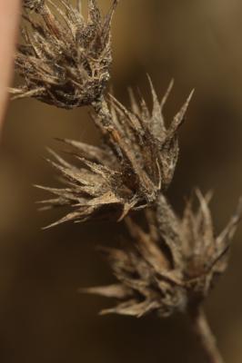 Crapaudine faux Scordium Sideritis fruticulosa Pourr., 1788