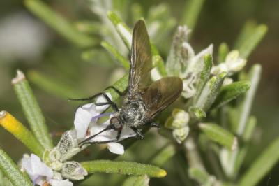  Empis pennipes Linnaeus, 1758