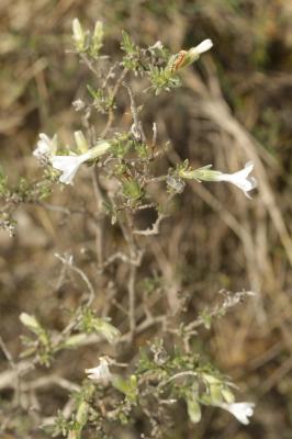 Grémil ligneux Lithodora fruticosa (L.) Griseb., 1844