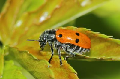  Lachnaia tristigma (Lacordaire, 1848)
