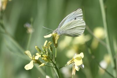 Piéride de la Rave (La), Petit Blanc du Chou (Le), Pieris rapae (Linnaeus, 1758)