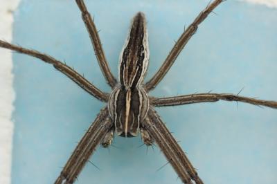 Pisaure admirable Pisaura mirabilis (Clerck, 1758)