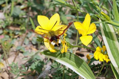 Sphinx gazé (Le), Sphinx du Chèvrefeuille (Le) Hemaris fuciformis (Linnaeus, 1758)