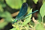 Caloptéryx vierge Calopteryx virgo (Linnaeus, 1758)