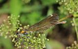 Caloptéryx vierge Calopteryx virgo (Linnaeus, 1758)