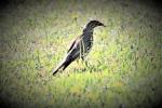Grive draine Turdus viscivorus Linnaeus, 1758