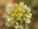Alysson à calice persistant Alyssum alyssoides (L.) L., 1759