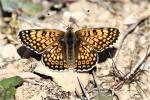 Mélitée du Plantain (La), Déesse à ceinturons (La) Melitaea cinxia (Linnaeus, 1758)