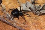 Stéatode toxique Steatoda paykulliana (Walckenaer, 1806)
