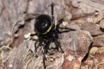 Stéatode toxique Steatoda paykulliana (Walckenaer, 1806)