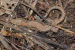 Lézard des murailles Podarcis muralis (Laurenti, 1768)