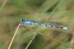 Agrion porte-coupe Enallagma cyathigerum (Charpentier, 1840)