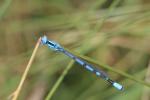Agrion porte-coupe Enallagma cyathigerum (Charpentier, 1840)