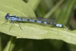 Agrion porte-coupe Enallagma cyathigerum (Charpentier, 1840)