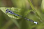 Agrion porte-coupe Enallagma cyathigerum (Charpentier, 1840)