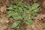 Pulmonaire à feuilles longues des Cévennes, Pulmon Pulmonaria longifolia subsp. cevennensis Bolliger, 1982