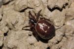  Steatoda nobilis (Thorell, 1875)