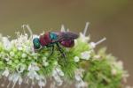  Hedychrum nobile (Scopoli, 1763)