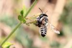  Megachile marginata Smith, 1853
