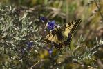 Machaon (Le), Grand Porte-Queue (Le) Papilio machaon Linnaeus, 1758