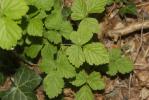 Ronce des rochers Rubus saxatilis L., 1753