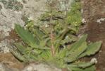 Saxifrage de L'Écluse Micranthes clusii (Gouan) B.Bock, 2012
