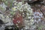 Saxifrage continentale Saxifraga fragosoi Sennen, 1929