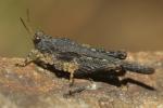 Tétrix des plages, Tétrix méridional Paratettix meridionalis (Rambur, 1838)