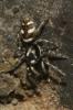 Saltique arlequin Salticus scenicus (Clerck, 1758)
