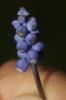 Muscari faux-botryde, Muscari botryoïde, Muscari e Muscari botryoides (L.) Mill., 1768