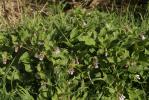  Symphytum grandiflorum DC., 1846