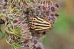  Graphosoma semipunctatum (Fabricius, 1775)