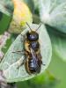  Osmia niveata (Fabricius, 1804)
