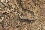 Lézard des murailles Podarcis muralis (Laurenti, 1768)