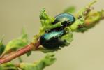  Chrysolina hyperici (Forster, 1771)