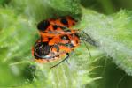  Eurydema ornata (Linnaeus, 1758)