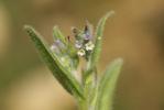 Myosotis douteux Myosotis discolor subsp. dubia (Arrond.) Blaise, 1972