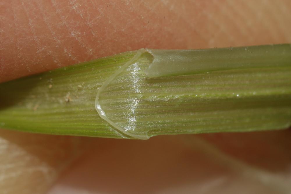 Carex muricata L., 1753