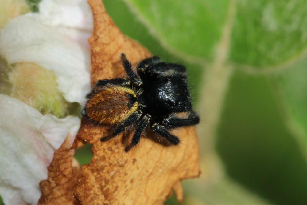  Carrhotus xanthogramma (Latreille, 1819)