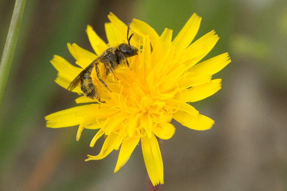 Lasioglossum Curtis, 1833