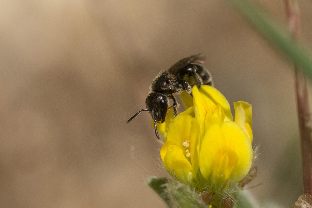  Lasioglossum Curtis, 1833