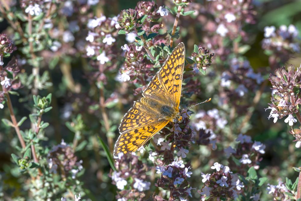 La Mélitée du Plantain (La), Déesse à ceinturons (La) Melitaea cinxia (Linnaeus, 1758)