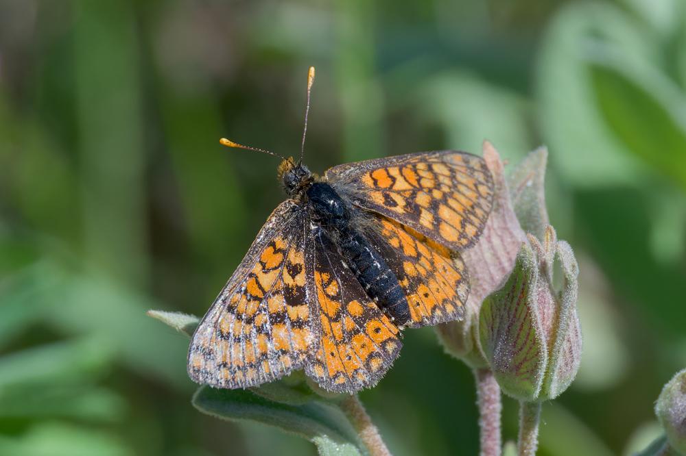 Damier de la Succise (Le), Artémis (L'), Damier pr Euphydryas aurinia (Rottemburg, 1775)