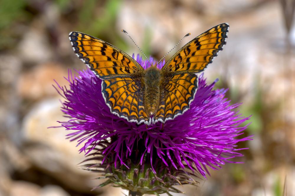 Mélitée des Centaurées (La), Grand Damier (Le) Melitaea phoebe (Denis & Schiffermüller, 1775)