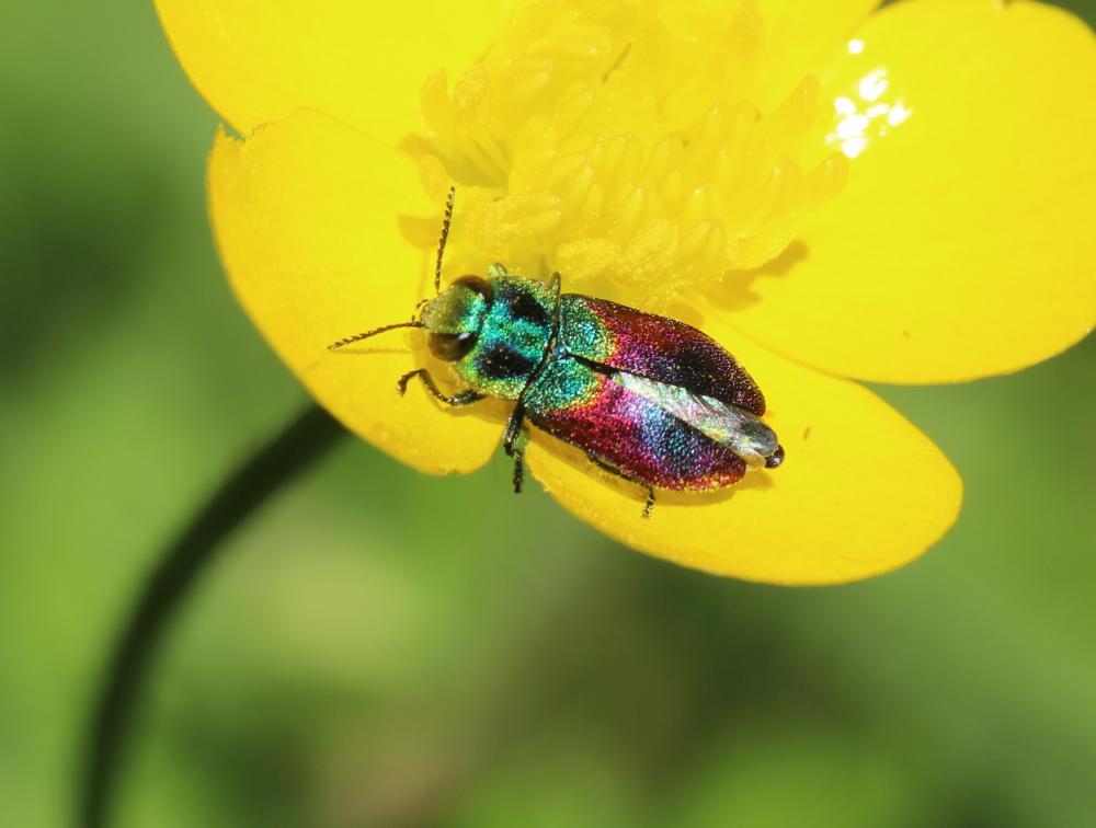 Le Anthaxie du Saule Anthaxia salicis (Fabricius, 1777)