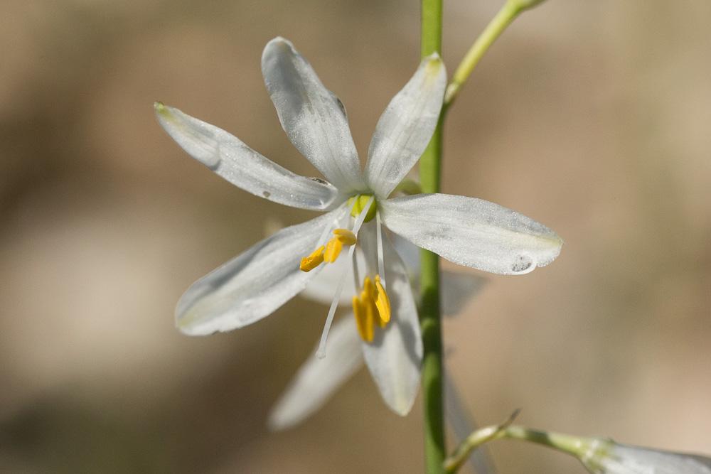 Phalangère à fleurs de lys, Phalangère petit-lis,  Anthericum liliago L., 1753