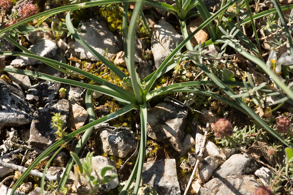 Phalangère à fleurs de lys, Phalangère petit-lis, Anthericum liliago L., 1753