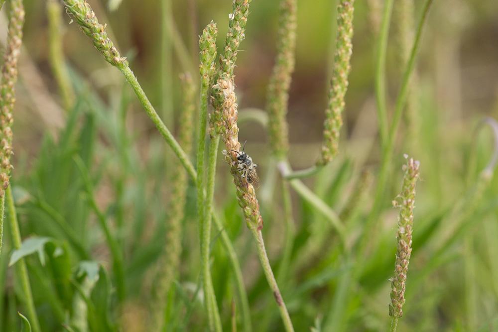 Andrena orbitalis Morawitz, 1871