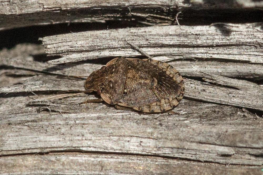 Le  sp. Sciocoris Fallen, 1829 sp.