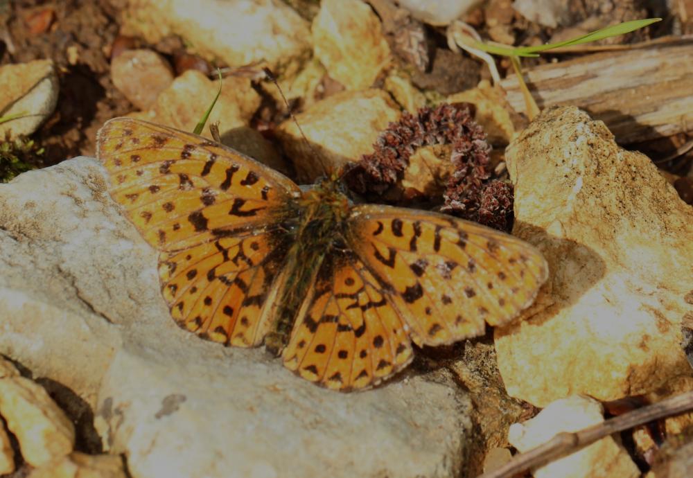 Le Grand collier argenté (Le), Nacré sagitté (Le) Boloria euphrosyne (Linnaeus, 1758)